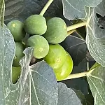 Quintinha De Pinouco Vakantiehuis Resende