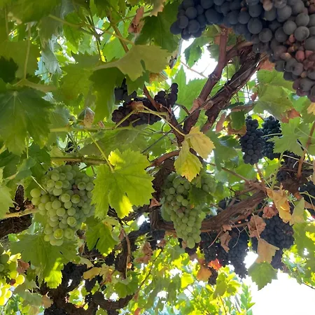 Quintinha De Pinouco