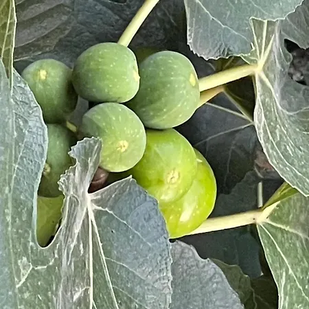 Quintinha De Pinouco Сasa de vacaciones Resende