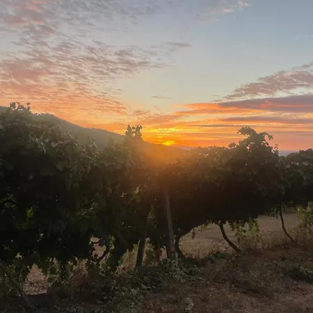 Quintinha De Pinouco *