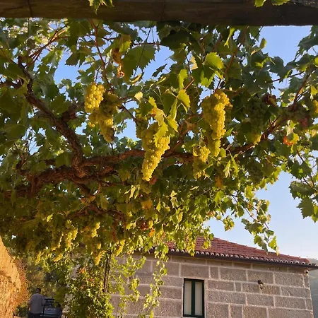 Quintinha De Pinouco レゼンデ