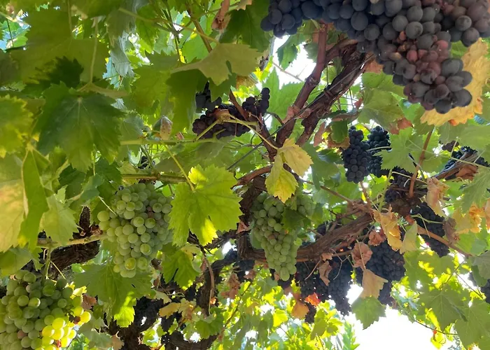 Quintinha De Pinouco