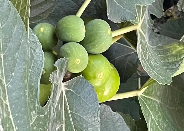 Quintinha De Pinouco Σπίτι διακοπών Resende